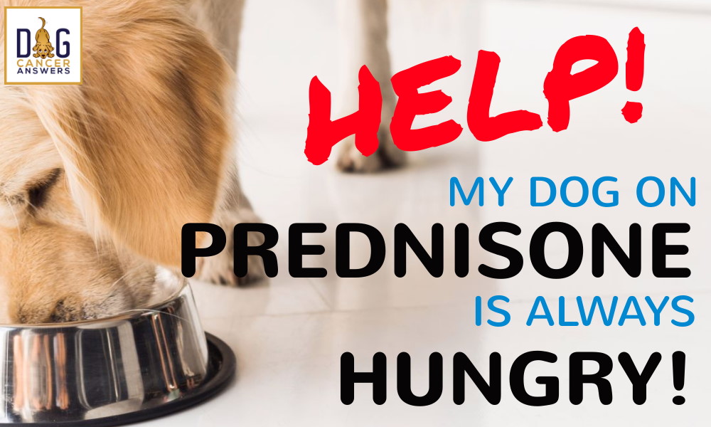 Help, My Dog on Prednisone Is Always Hungry