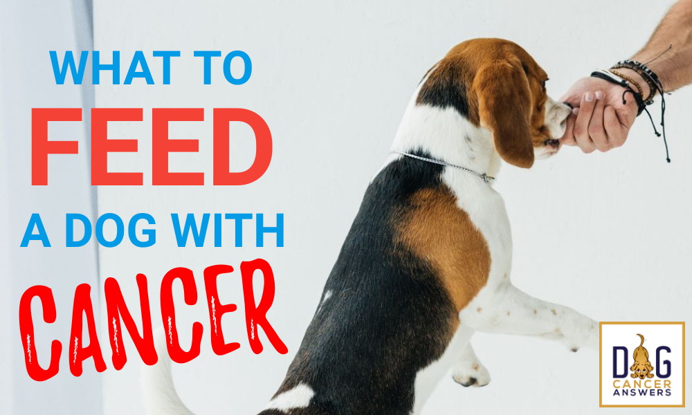 What to Feed a Dog with Cancer