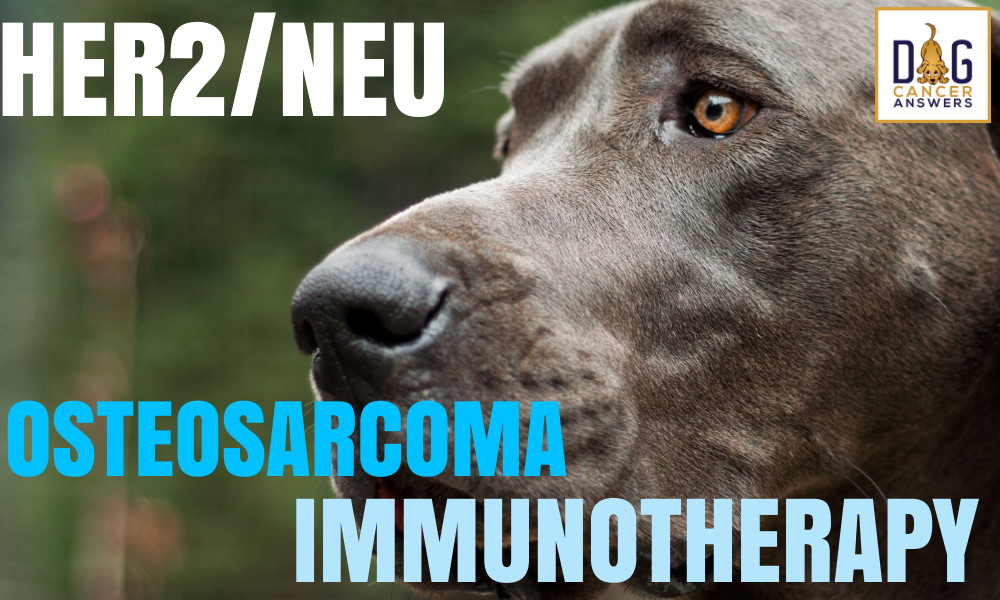HER2/neu Osteosarcoma Immunotherapy