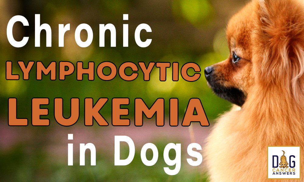 Chronic Lymphocytic Leukemia in Dogs