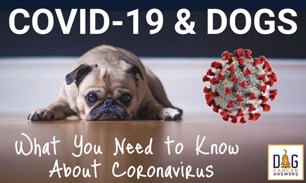 Covid-19 and Dogs - What You Need to Know About Coronavirus