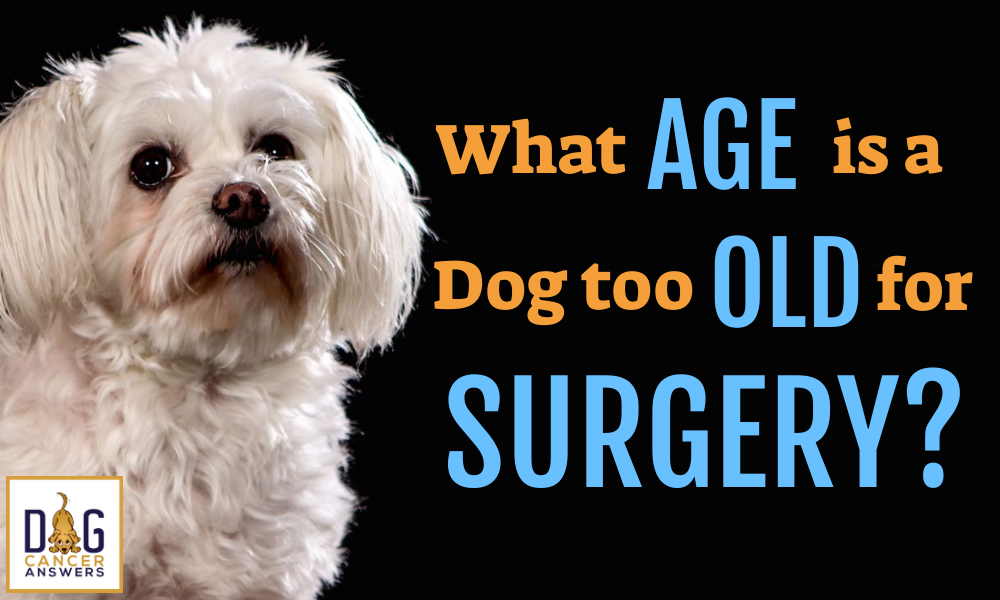 What Age is a Dog Too Old for Surgery