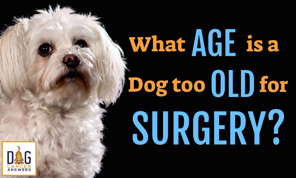 what-age-is-a-dog-too-old-for-surgery-dr-nancy-reese-q-a