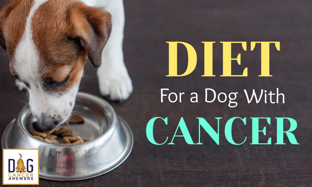 Diet for a Dog with Cancer