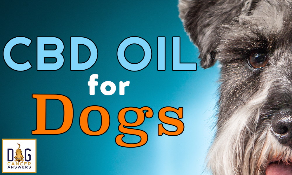 CBD Oil for Dogs - Dr. Demian Dressler Deep Dive