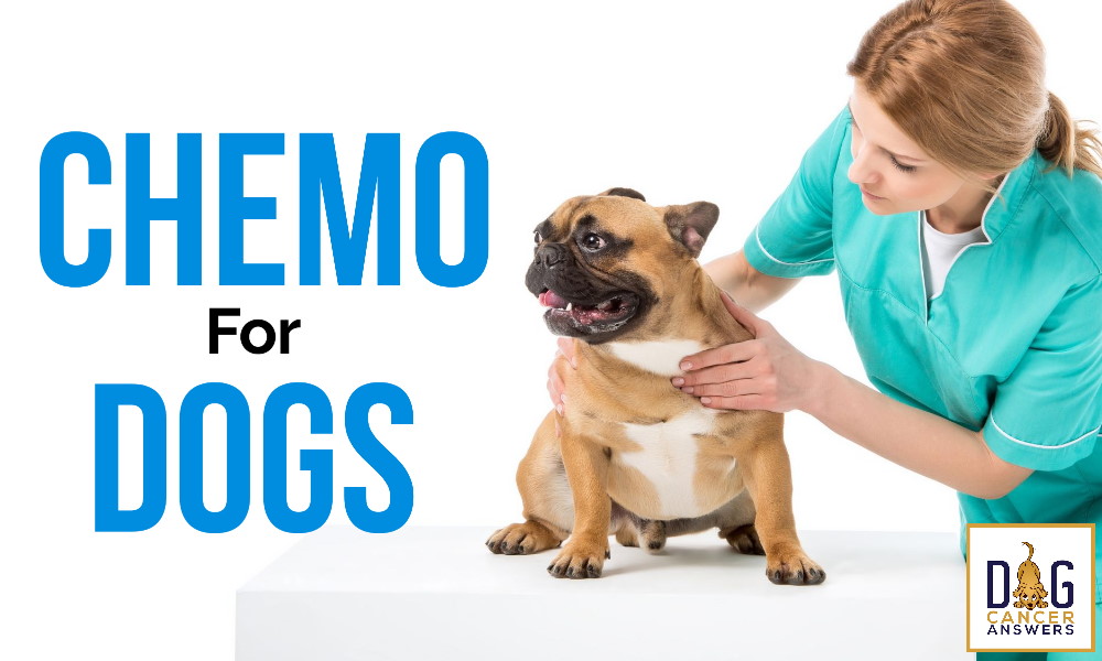 Chemo for Dogs