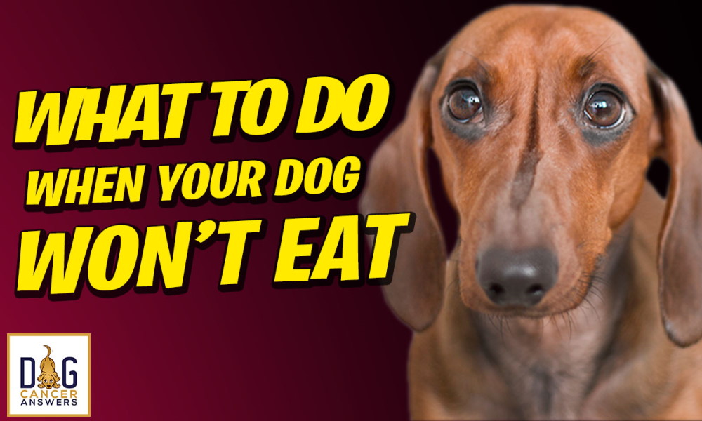 What to Do When Your Dog Won't Eat