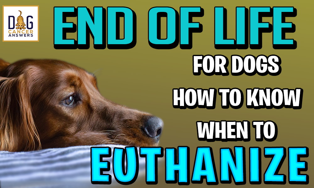 End of Life for Dog - How to Know When to Euthanize