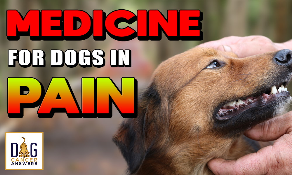 Medicine for Dogs in Pain