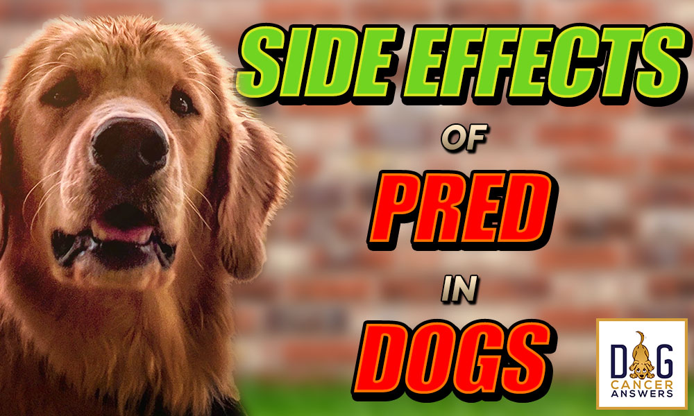 Side Effects of Prednisone in Dogs │ Dr. Demian Dressler Q&A - Dog