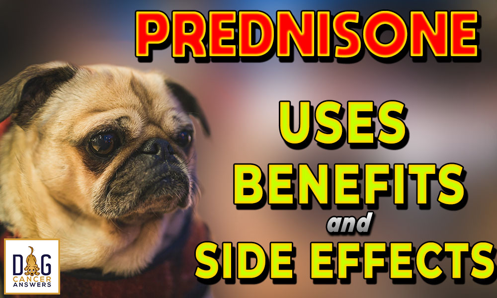 Prednisone For Dogs Uses Benefits And Side Effects Dr Tammy Powell Deep Dive