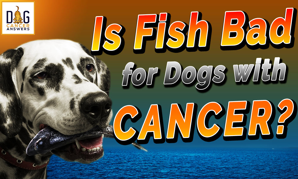 Is Fish Bad for Dogs with Cancer