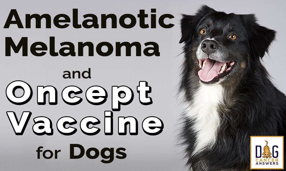 Anelanotic Melanoma and Oncept Vaccine for Dogs