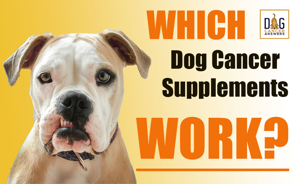 Dog Cancer Supplements and Dog Cancer Remission