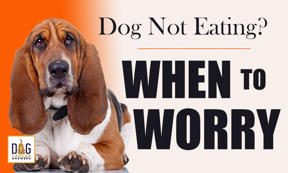 Dog Not Eating? When to Worry