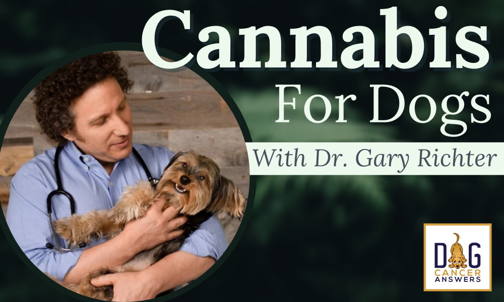 Cannabis for Dogs with Cancer | Deep Dive with Dr. Gary Richter