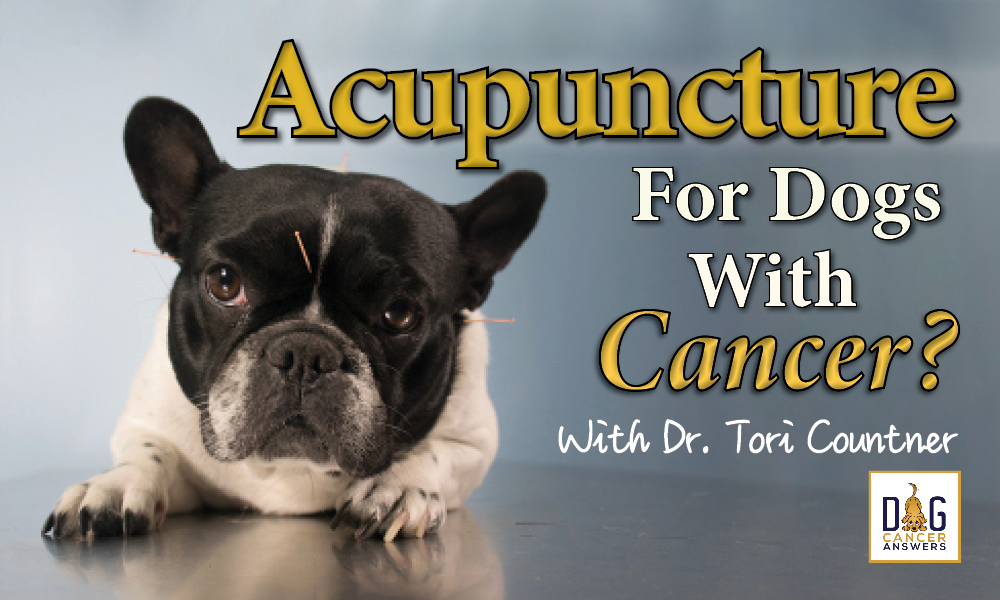 Dog Acupuncture with Dr. Tori Countner