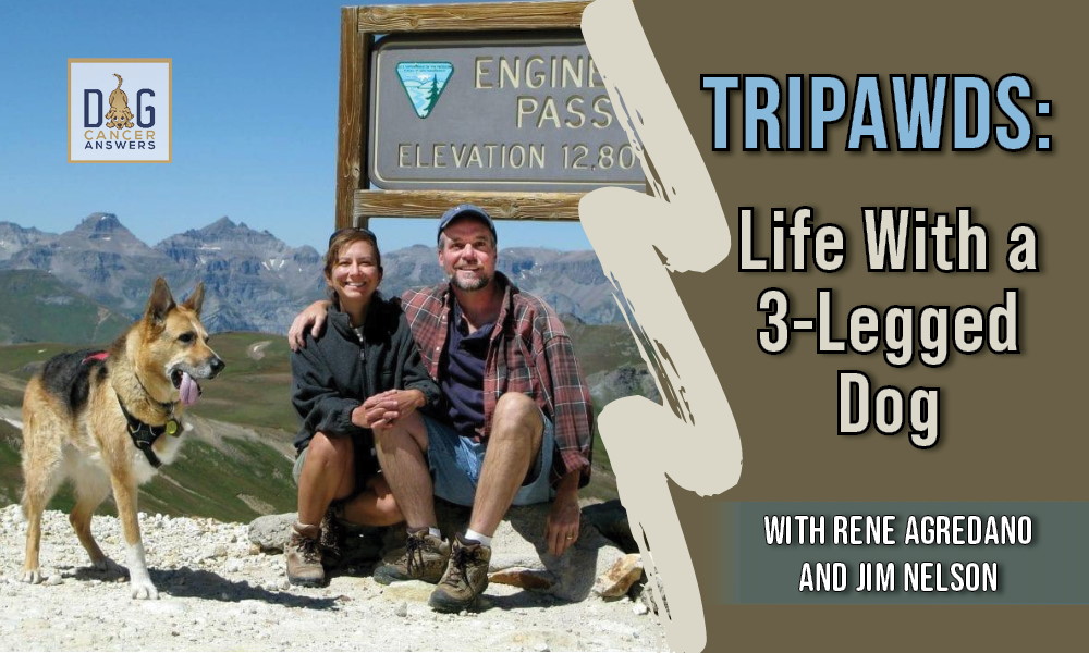 Tripawds: Life With A Three-Legged Dog