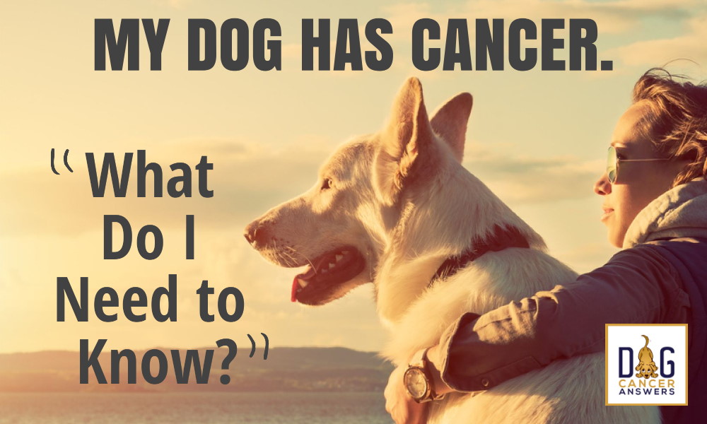 My Dog Has Cancer What Do I Need To Know