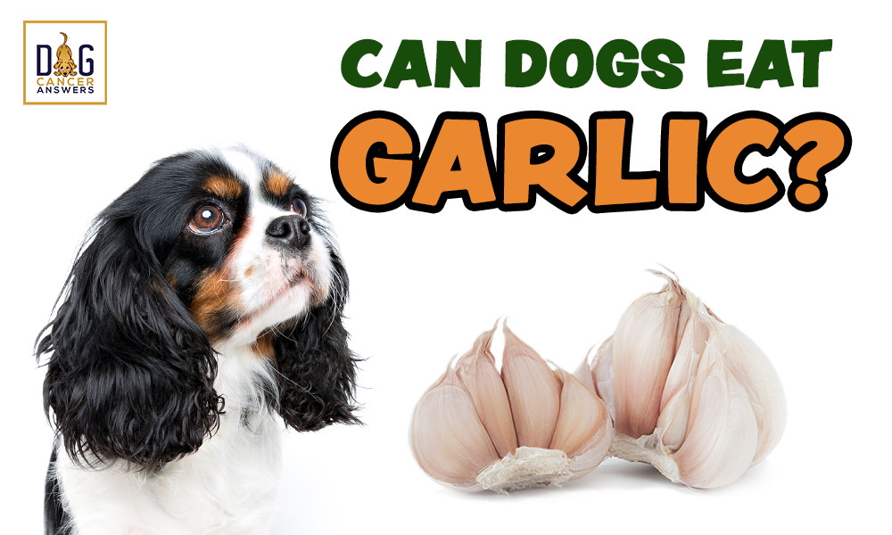 Can dogs eat garlic?