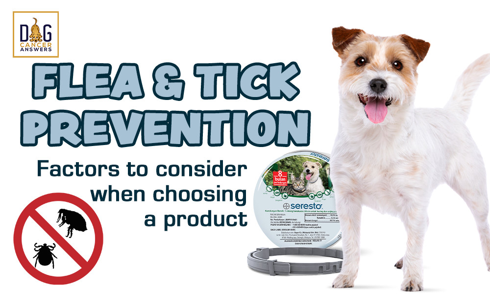 Flea and Tick Prevention - Factors to Consider When Choosing a Product