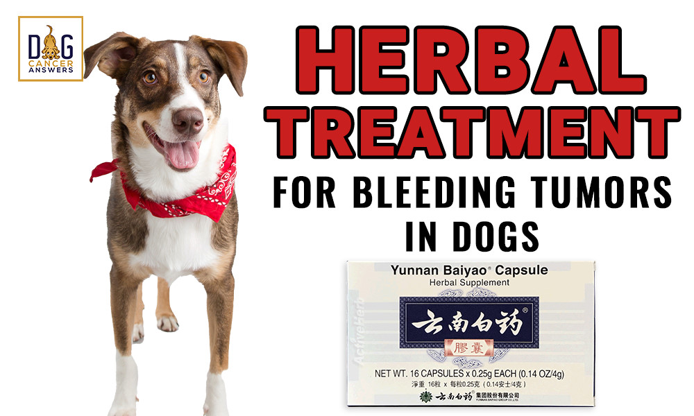 Herbal treatment for bleeding tumors yunnan baiyao