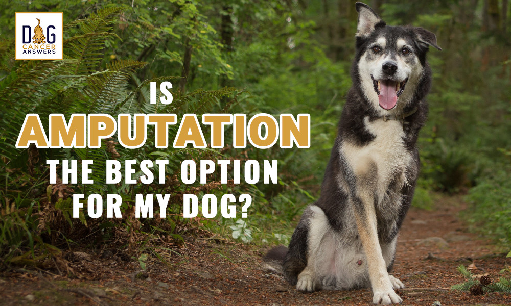 Is amputation the best option for my dog