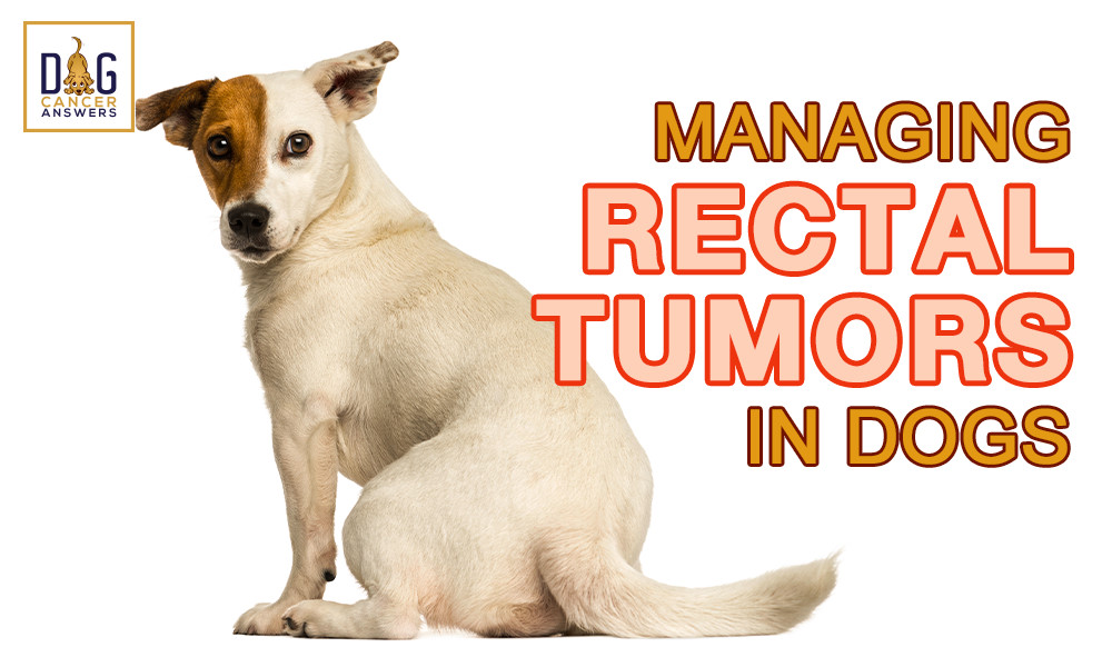 Managing-rectal-tumors-in-dogs