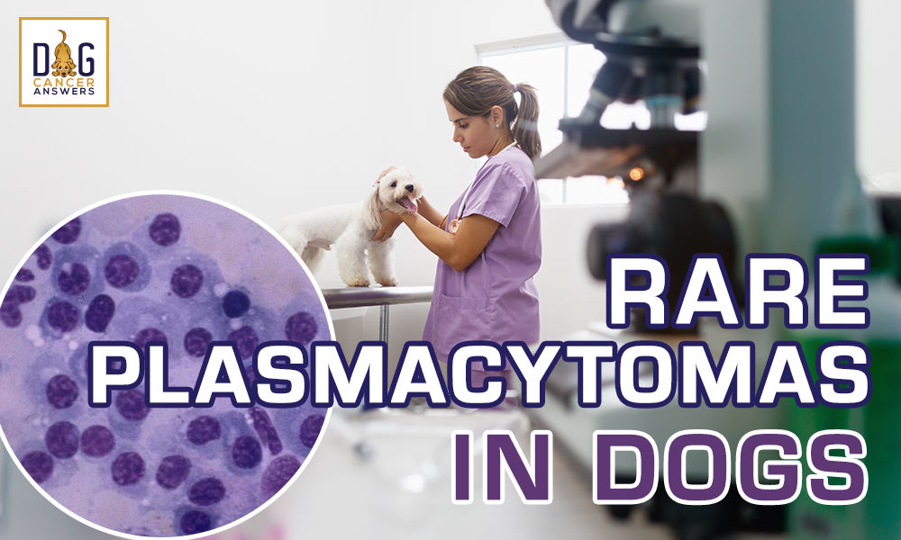 Rare Plasmacytomas in Dogs with Dr. Nancy Reese