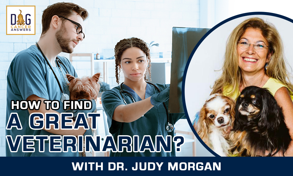 How to Find a Great Veterinarian