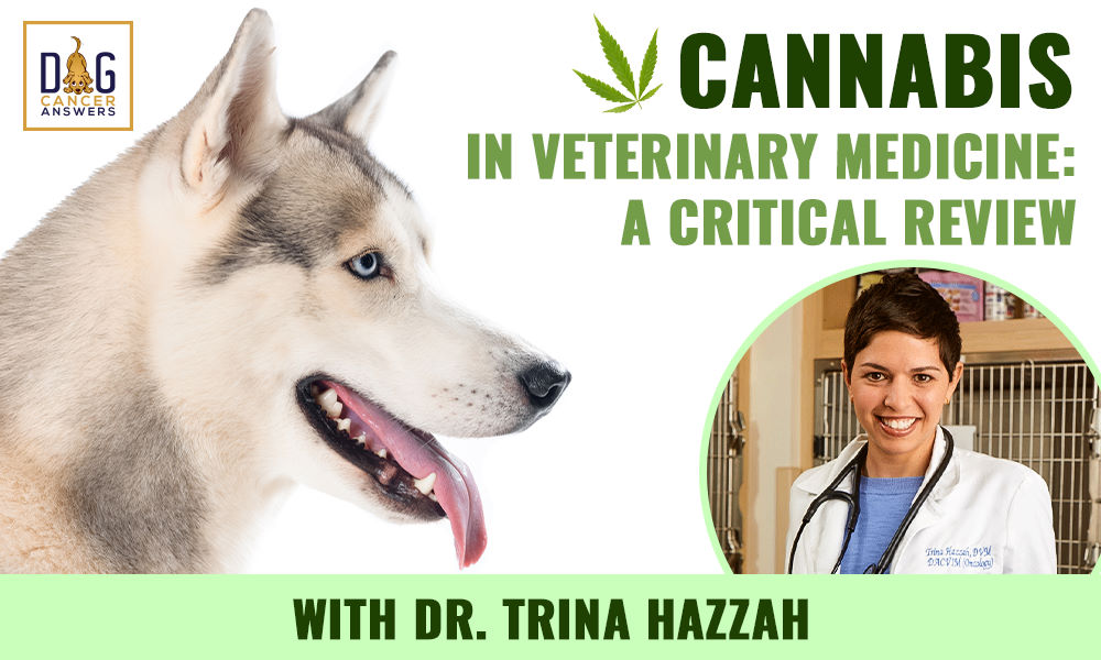 Cannabis in Veterinary Medicine - A Critical Review