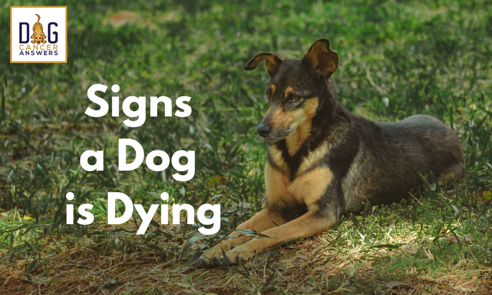 what are signs that a dog is dying