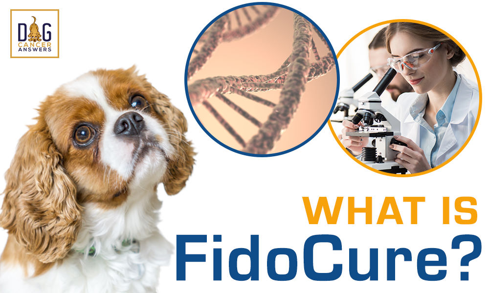 What is FidoCure