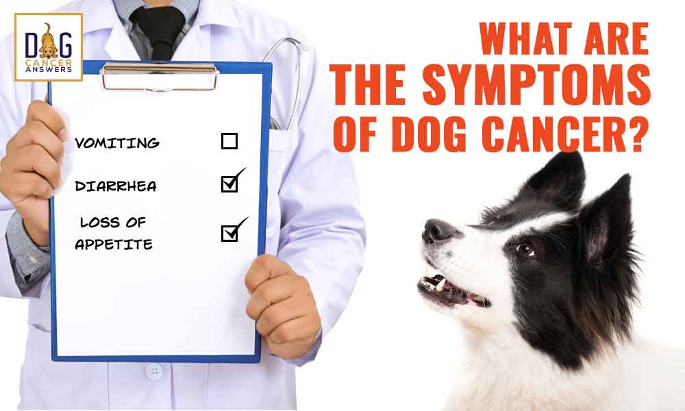 What are the Symptoms of Dog Cancer