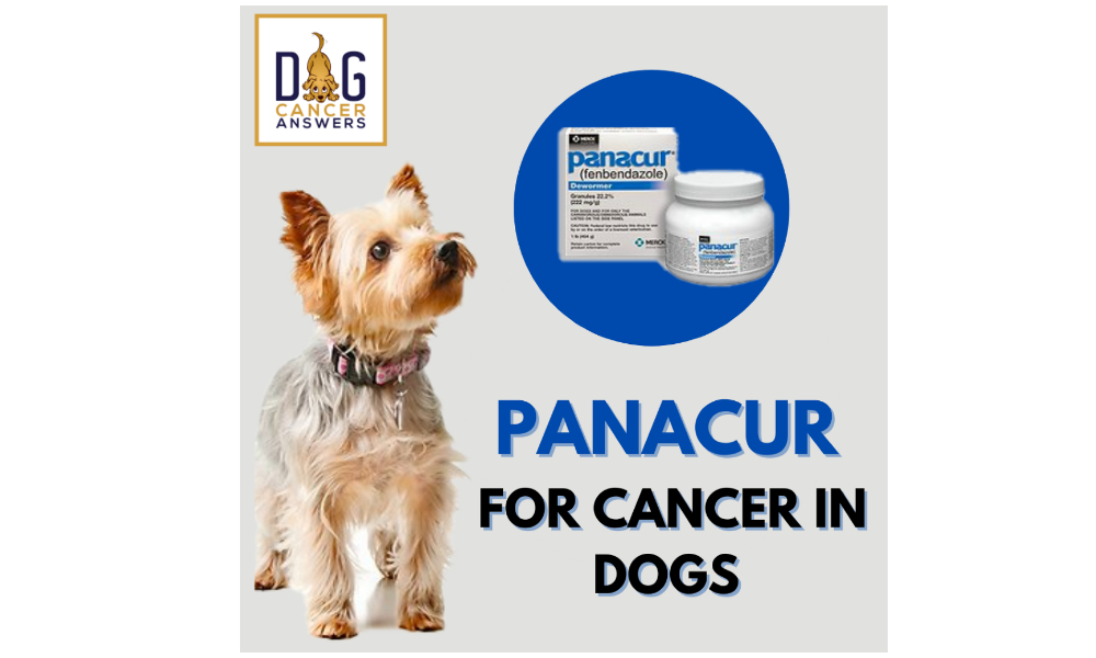 Panacur for Cancer in Dogs
