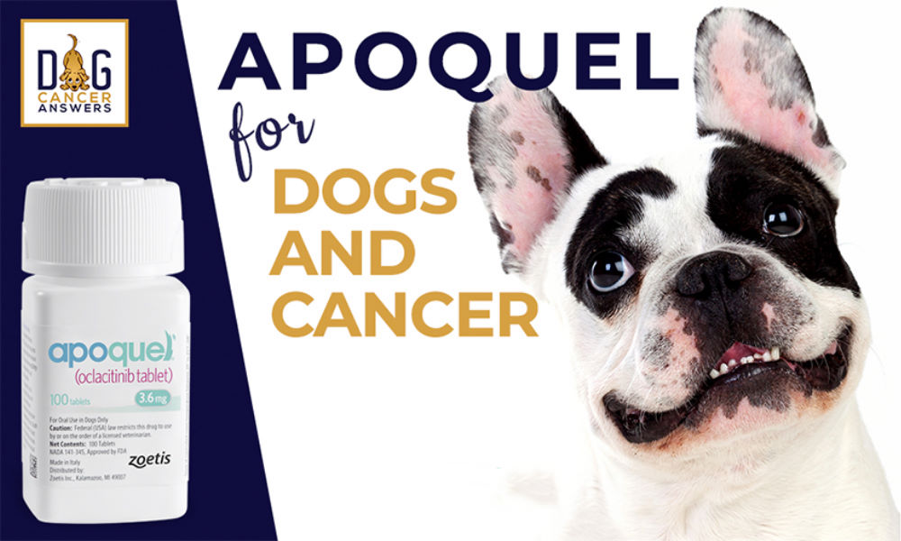Apoquel for Dogs and Cancer