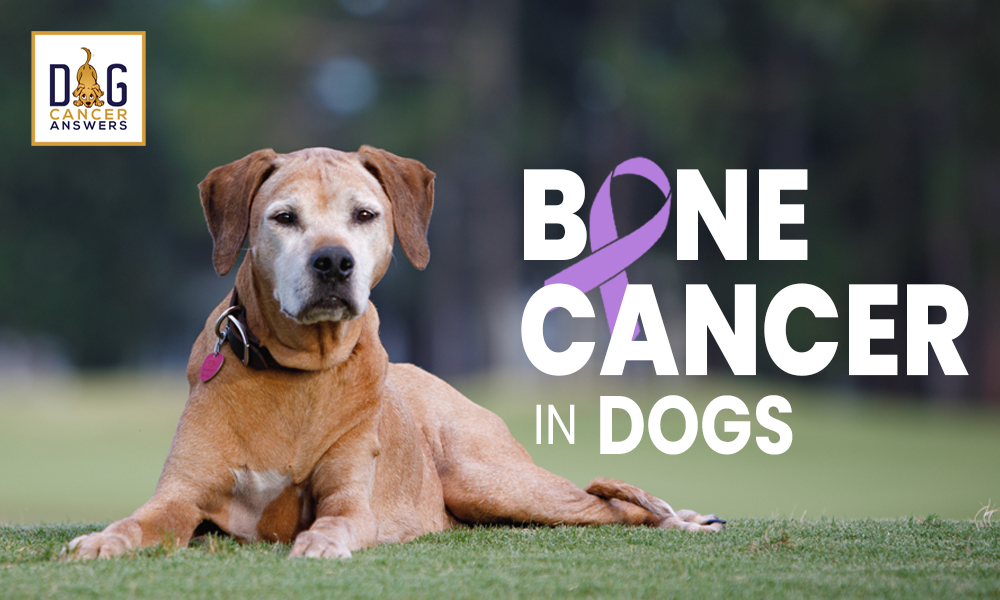 Dog Bone Cancer – Symptoms & Amputation & Treatments | Dr. Demian Dressler Q&A