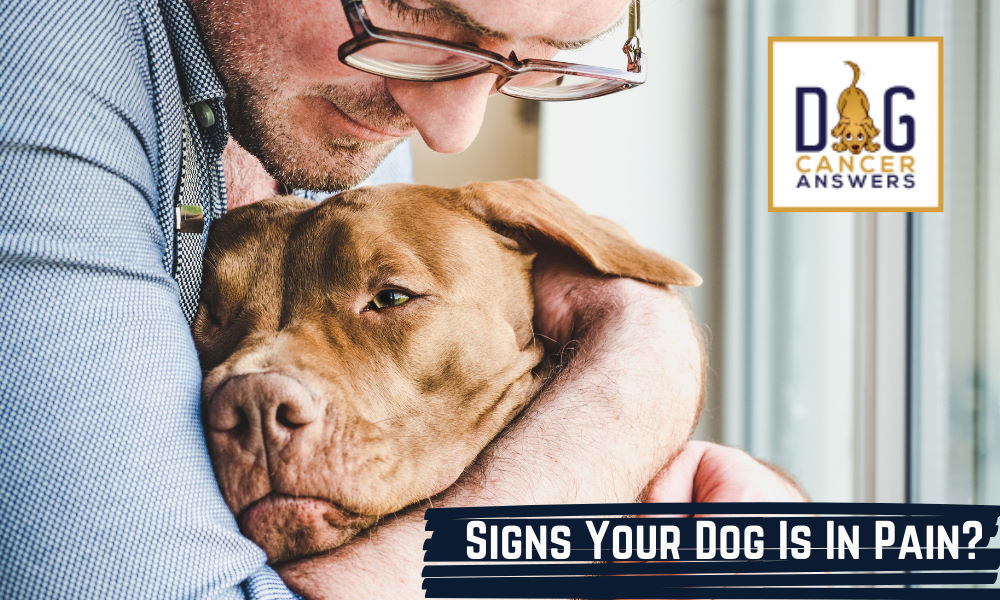 Signs Your Dog is in Pain