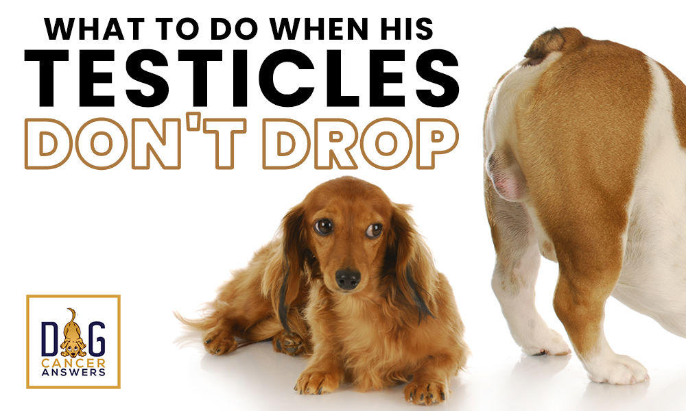 What to do when his testicles don't drop