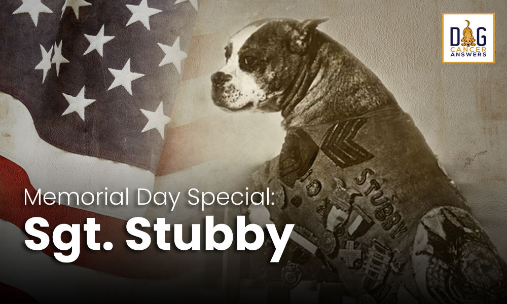 Memorial Day Special: Sgt. Stubby, American War Hero
