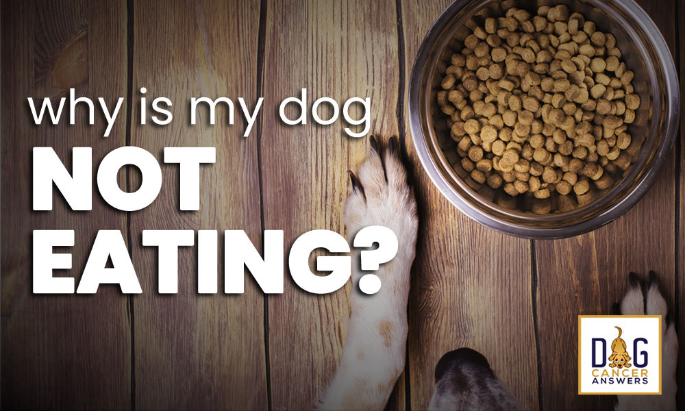 can dogs take zofran for vomiting