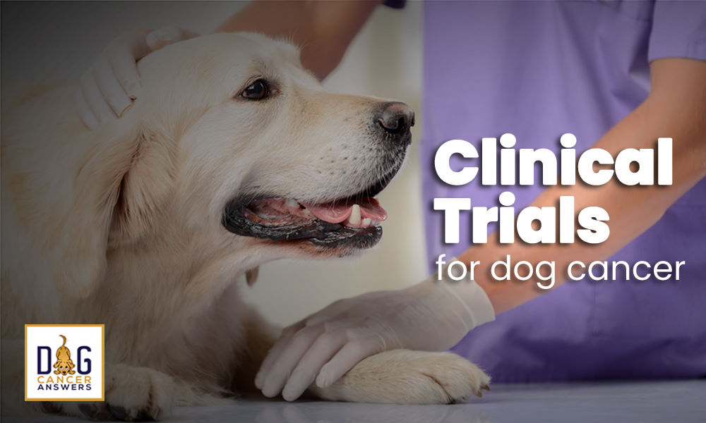 Clinical Trials for Dog Cancer