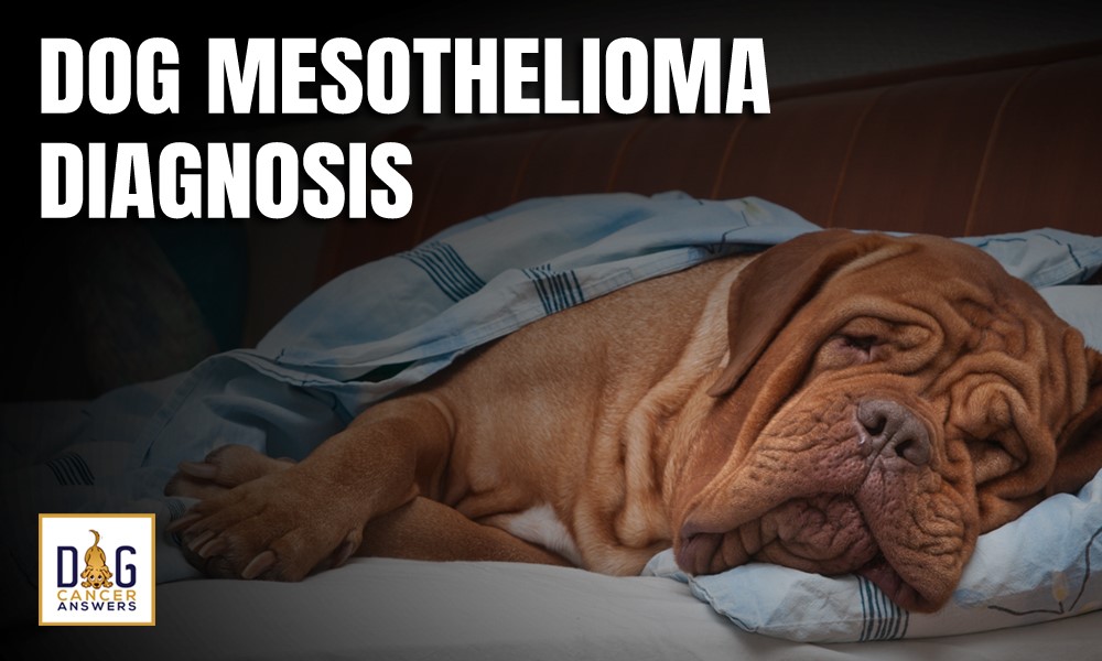 Dog Mesothelioma Diagnosis