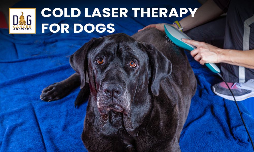 Cold Laser Therapy for Dogs - Could it work?
