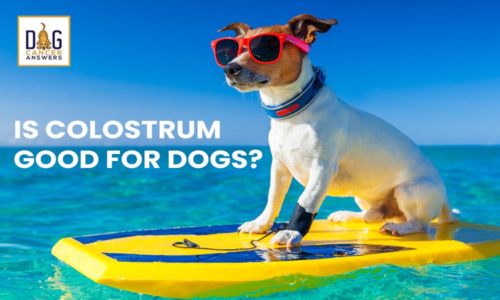 Is Colostrum Good for Dogs