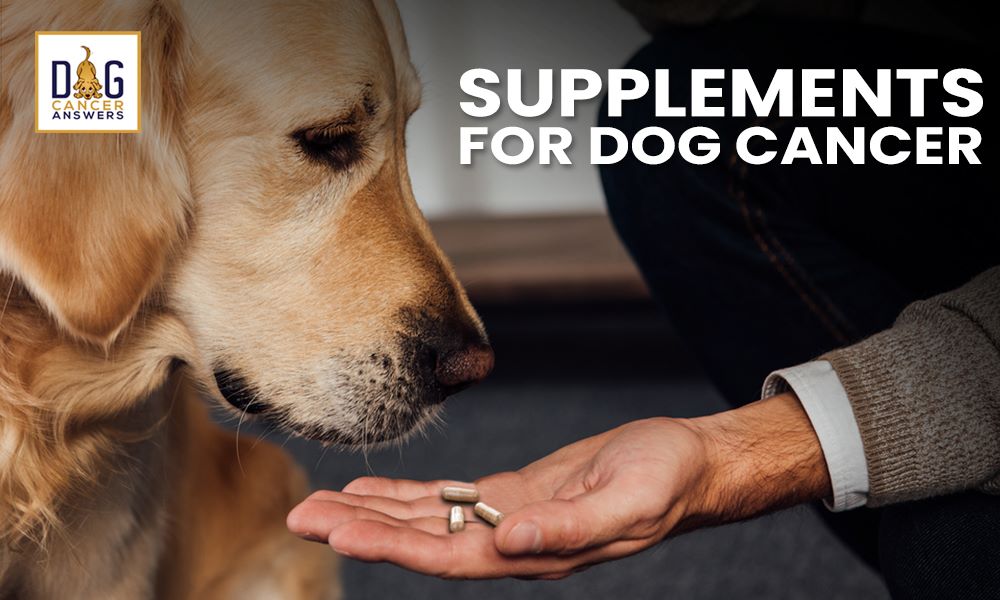 Supplements for Dogs with Cancer