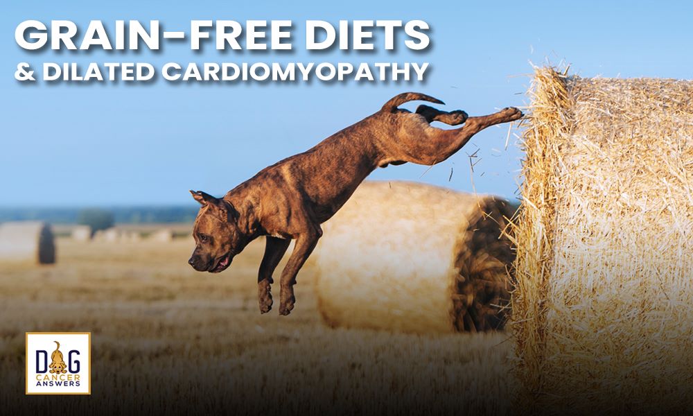 Grain Free Diets and Dilated Cardiomyopathy
