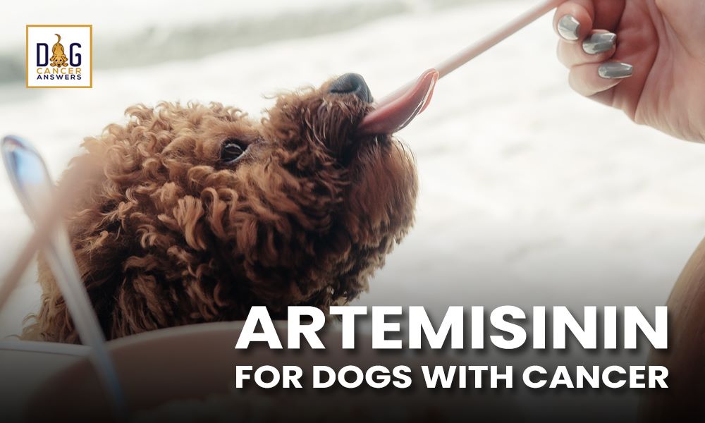 Artemisinin for Dogs with Cancer