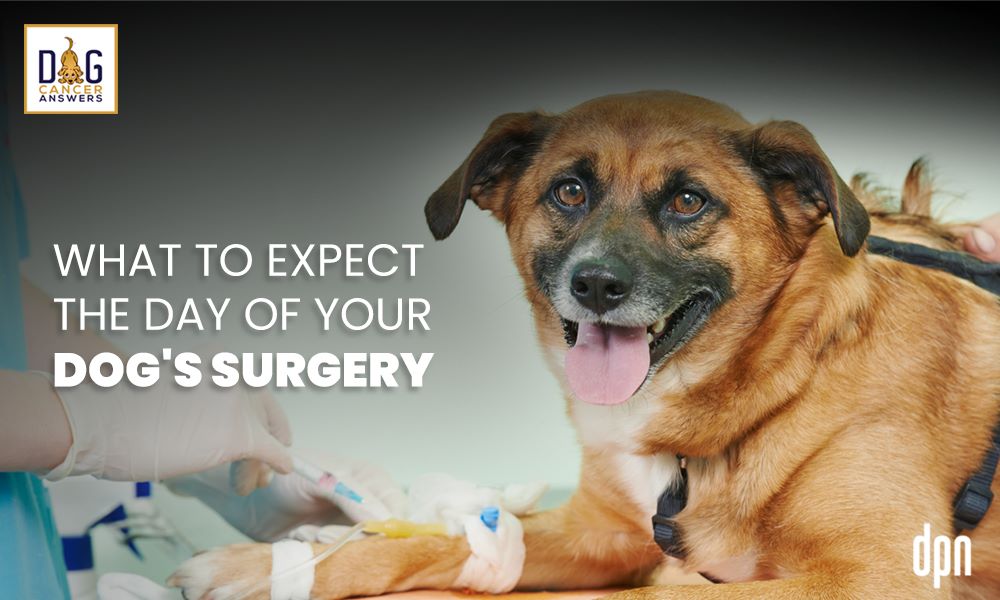 What to Expect the Day of Your Dog's Surgery