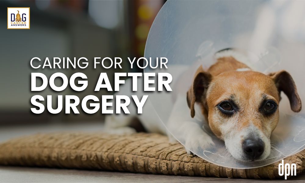 Caring for Your Dog After Surgery